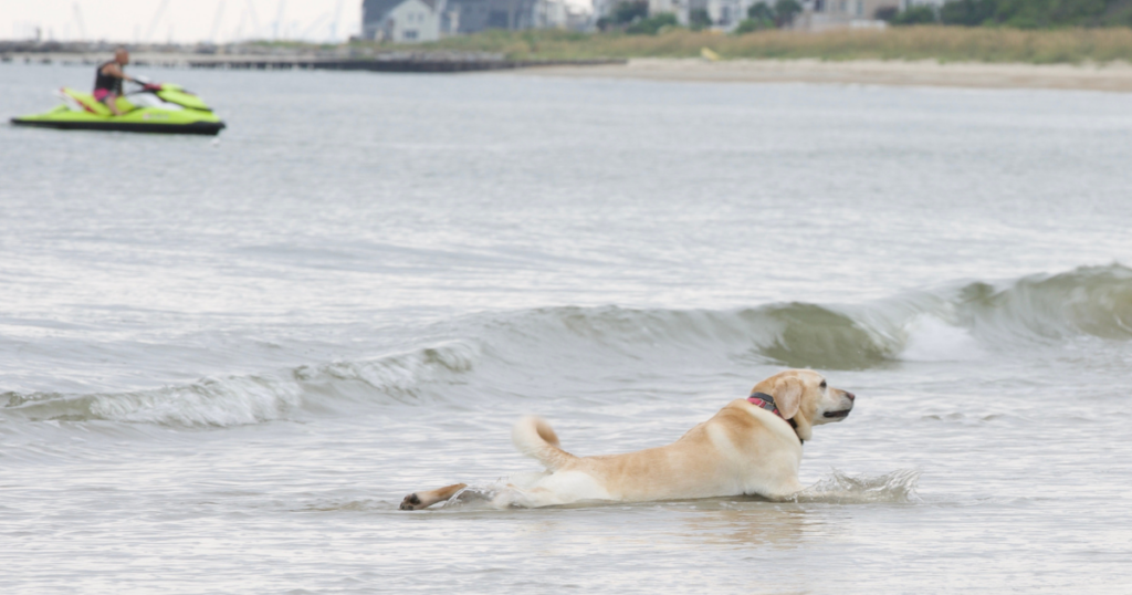 The Ultimate Guide to Pet-Friendly Seaside Getaways