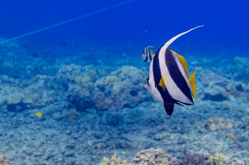 Neon Reefs: A Guide to Hawaii’s Most Vibrant Underwater Residents